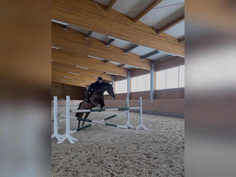 Thoroughbred Gelding 9 years 16,1 hh Brown in Bayreuth