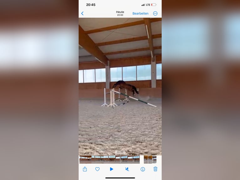 Thoroughbred Gelding 9 years 16,1 hh Brown in Bayreuth