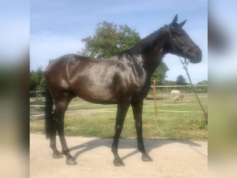 Thoroughbred Gelding 9 years 16,1 hh in Iffezheim
