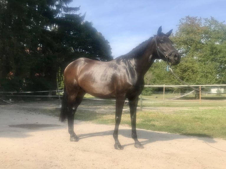 Thoroughbred Gelding 9 years 16,1 hh in Iffezheim
