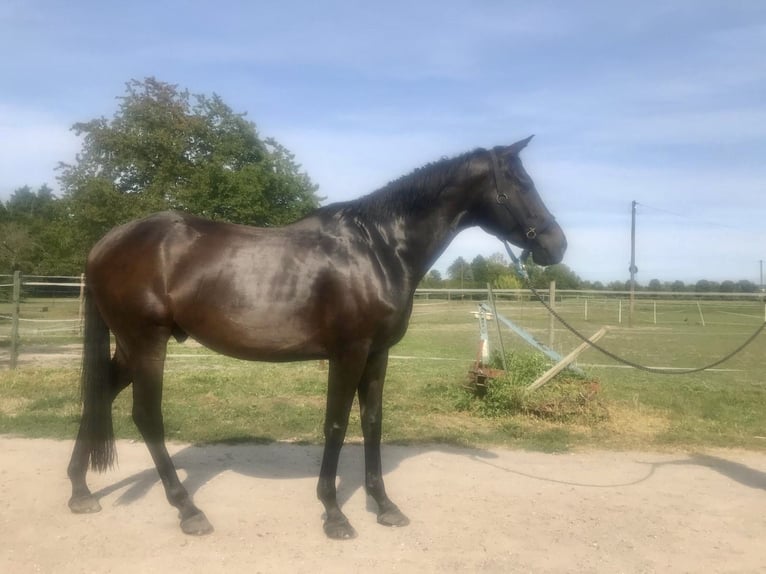 Thoroughbred Gelding 9 years 16,1 hh in Iffezheim