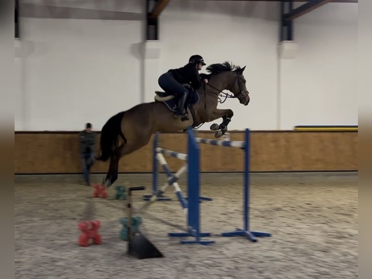 Thoroughbred Gelding 9 years 16,2 hh Brown in Łazy