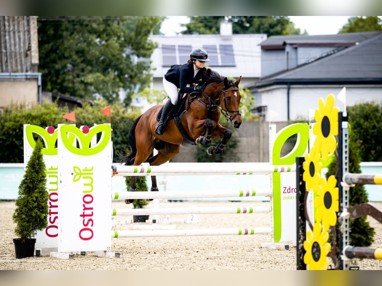 Thoroughbred Gelding 9 years 16,2 hh Brown in Łazy