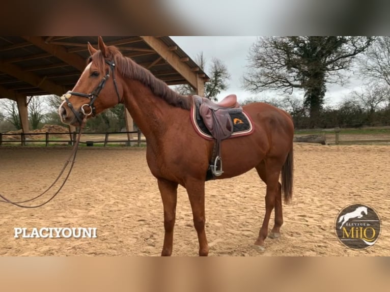 Thoroughbred Gelding 9 years 16,2 hh Chestnut-Red in Sedan