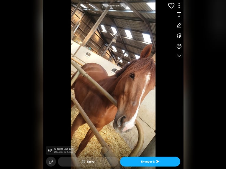Thoroughbred Gelding 9 years 16,2 hh Chestnut-Red in Sedan