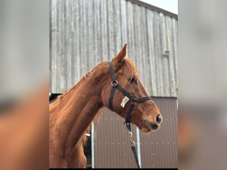 Thoroughbred Gelding 9 years 16,2 hh Chestnut-Red in Sedan