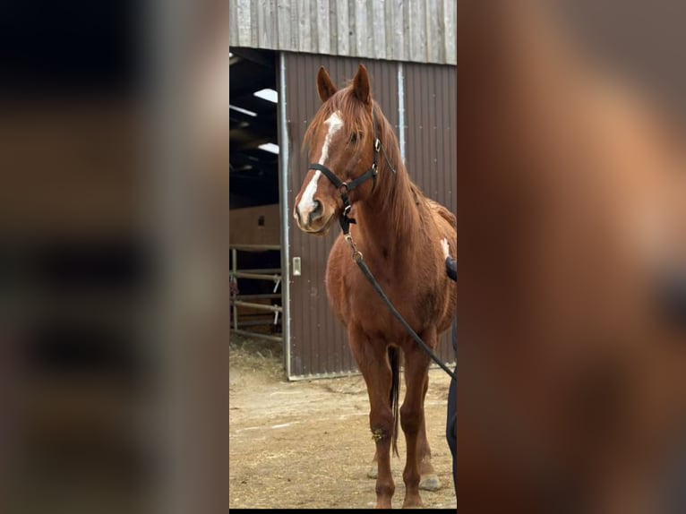 Thoroughbred Gelding 9 years 16,2 hh Chestnut-Red in Sedan
