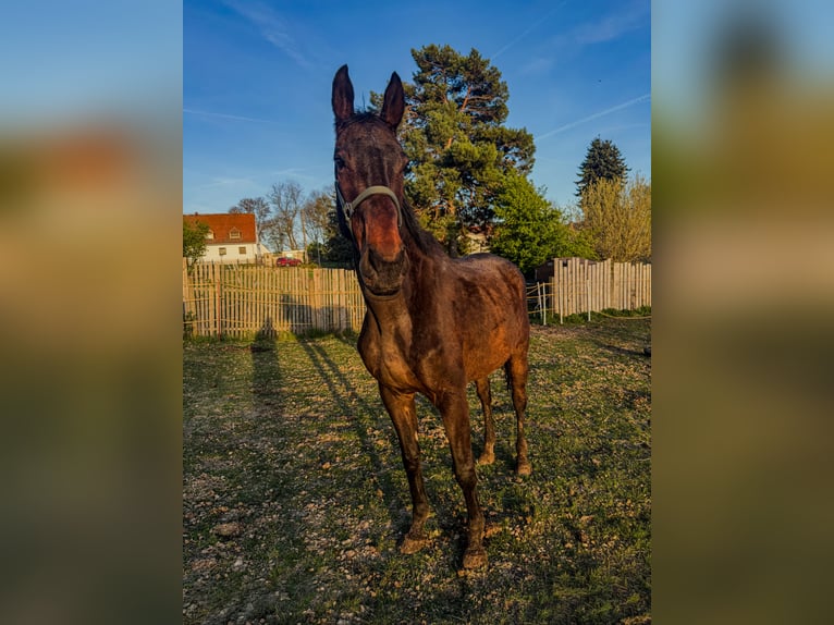 Thoroughbred Gelding 9 years 17.2 hh Brown in Schadeleben