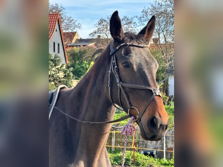 Thoroughbred Gelding 9 years 17.2 hh Brown in Schadeleben