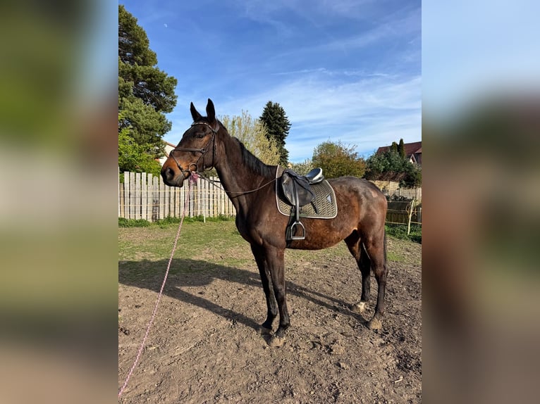 Thoroughbred Gelding 9 years 17.2 hh Brown in Schadeleben