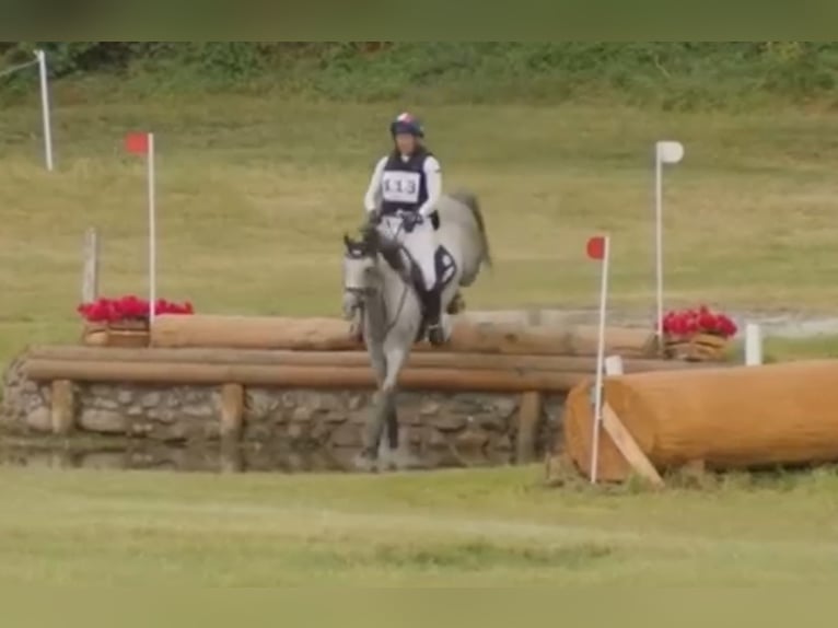 Thoroughbred Gelding 9 years 17 hh Grey in Baborówko