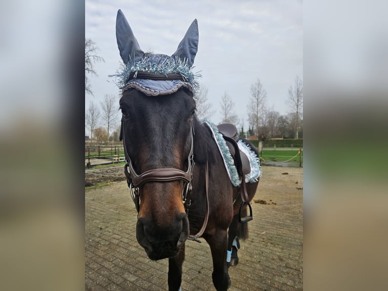 Thoroughbred Gelding 9 years 17 hh Smoky-Black in Breskens