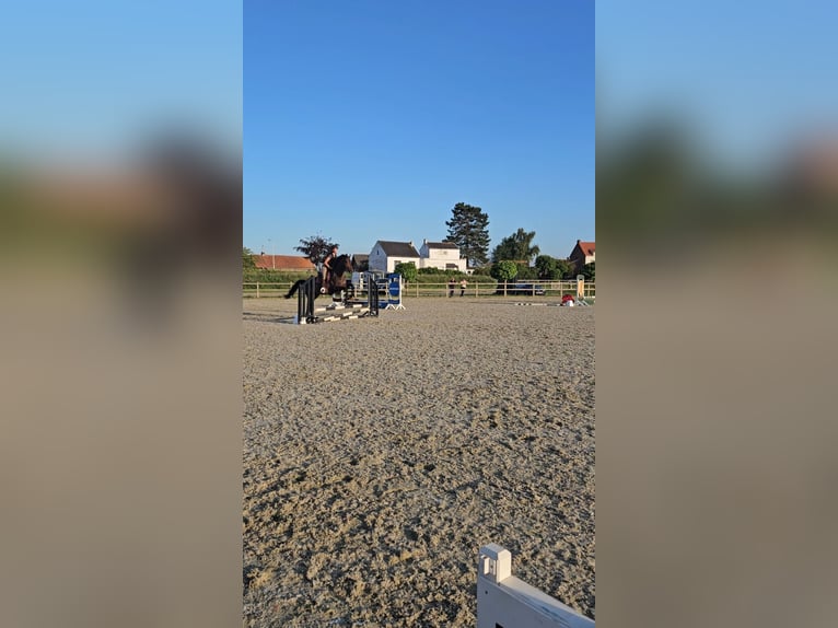 Thoroughbred Gelding 9 years 17 hh Smoky-Black in Breskens