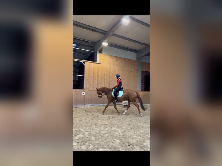 Thoroughbred Gelding 9 years Chestnut-Red in Dinklage