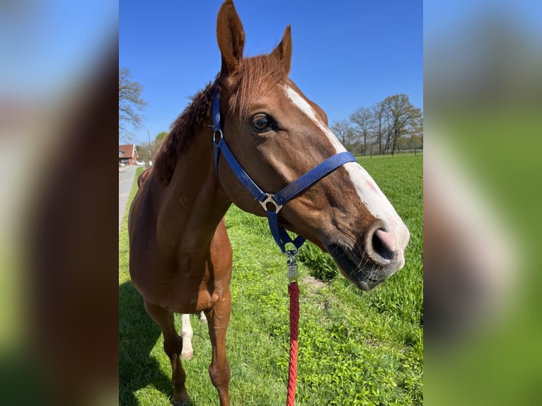 Thoroughbred Gelding 9 years Chestnut-Red in Dinklage