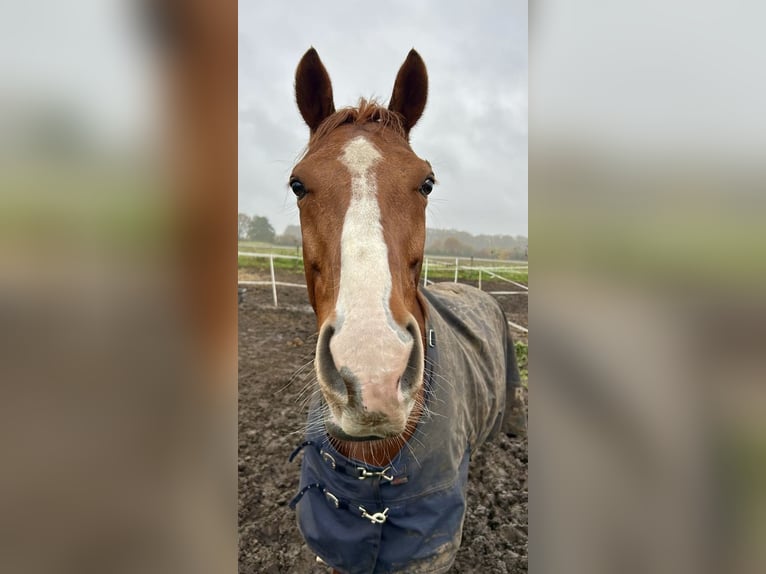 Thoroughbred Gelding 9 years Chestnut-Red in Dinklage