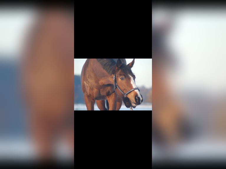 Thoroughbred Mare 10 years 15,1 hh Brown in Fröndenberg