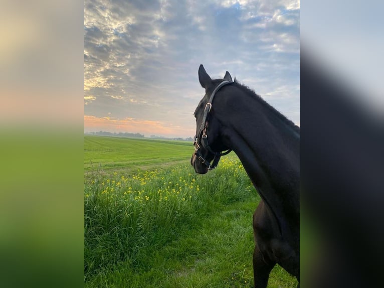 Thoroughbred Mare 10 years 15.2 hh Bay-Dark in Grootschermer