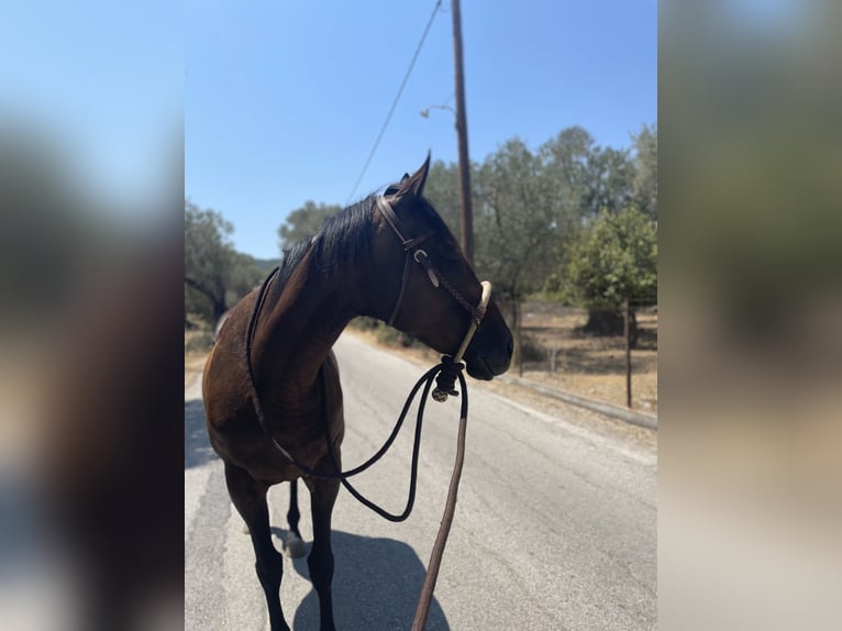 Thoroughbred Mare 10 years 15.2 hh Bay-Dark in Lesbos