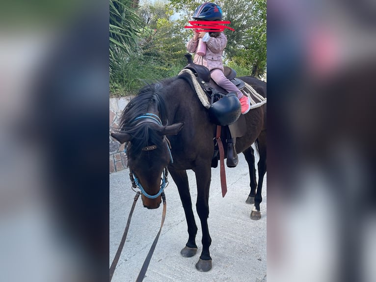 Thoroughbred Mare 10 years 15.2 hh Bay-Dark in Lesbos