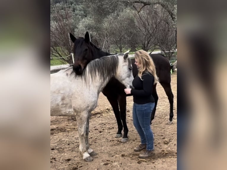 Thoroughbred Mare 10 years 15.2 hh Bay-Dark in Lesbos