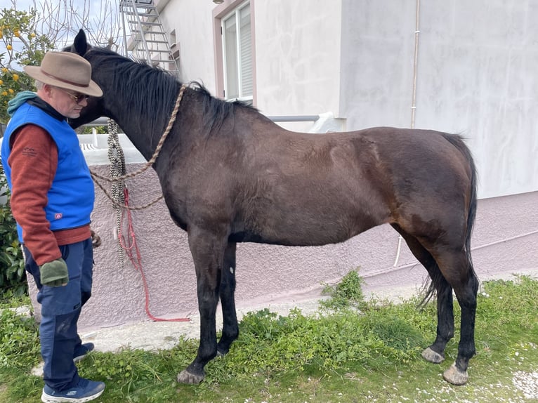 Thoroughbred Mare 10 years 15.2 hh Bay-Dark in Lesbos