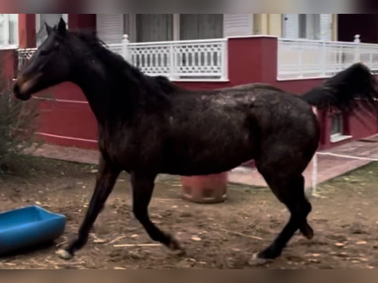 Thoroughbred Mare 10 years 15.2 hh Bay-Dark in Lesbos
