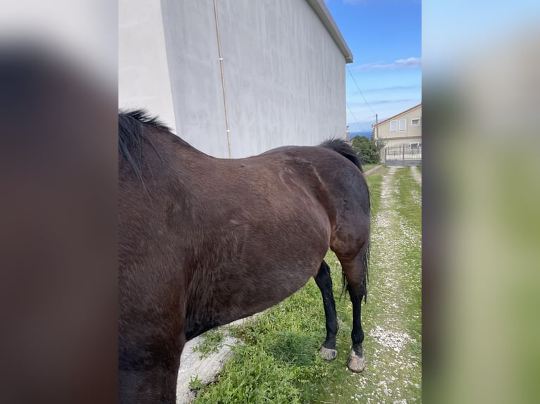 Thoroughbred Mare 10 years 15.2 hh Bay-Dark in Lesbos