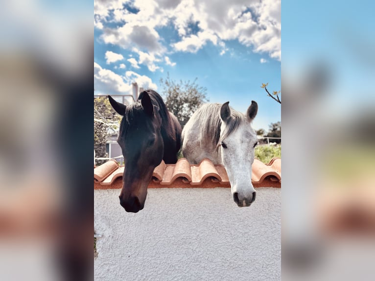 Thoroughbred Mare 10 years 15.2 hh Bay-Dark in Lesbos