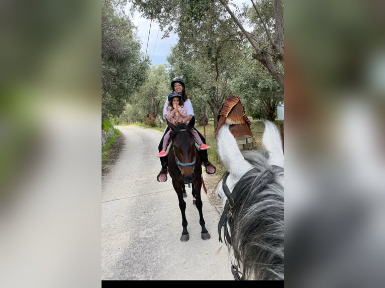 Thoroughbred Mare 10 years 15.2 hh Bay-Dark in Lesbos