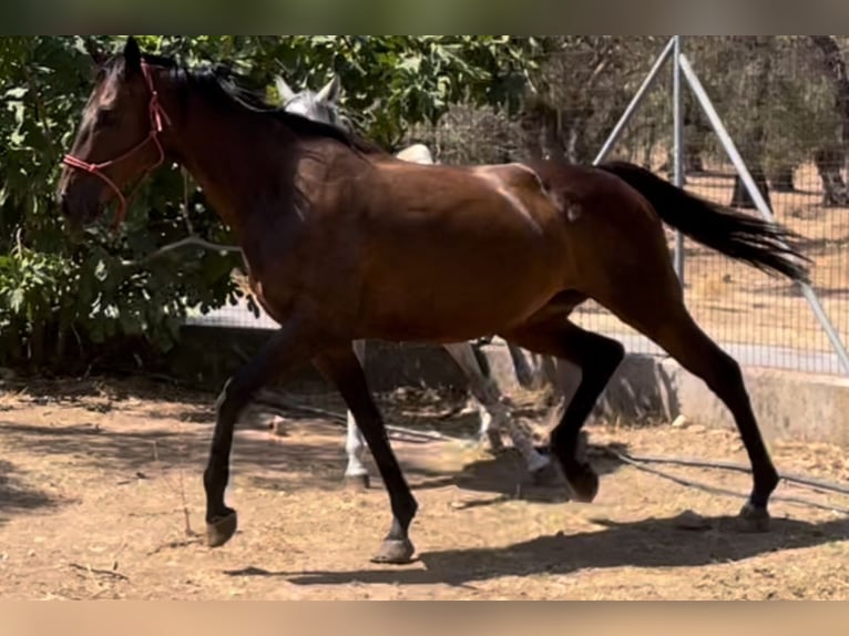 Thoroughbred Mare 10 years 15.2 hh Bay-Dark in Lesbos