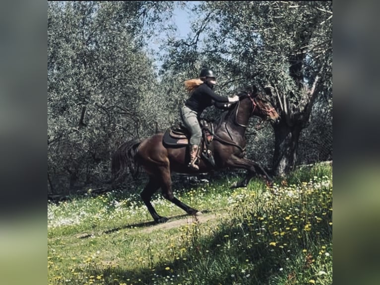 Thoroughbred Mare 10 years 15.2 hh Bay-Dark in Lesbos