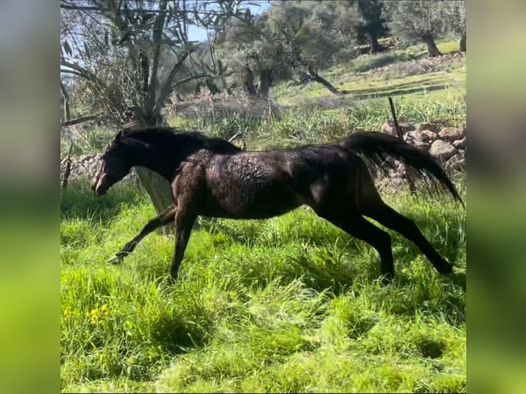 Thoroughbred Mare 10 years 15.2 hh Bay-Dark in Lesbos