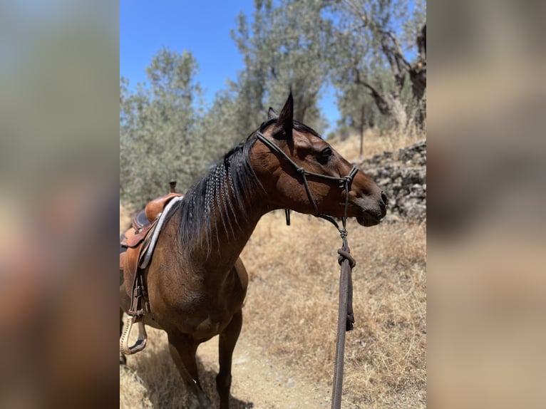 Thoroughbred Mare 10 years 15.2 hh Bay-Dark in Lesbos