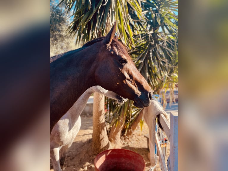 Thoroughbred Mare 10 years 15.2 hh Bay-Dark in Lesbos