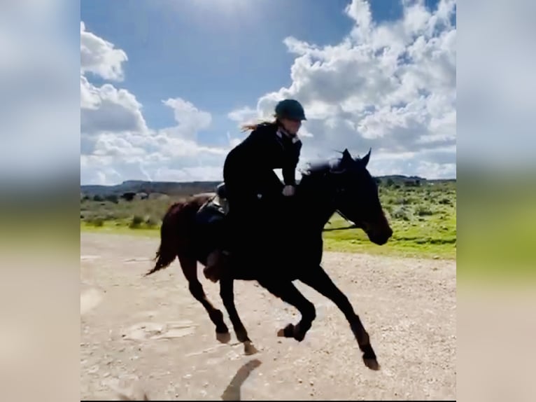 Thoroughbred Mare 10 years 15.2 hh Bay-Dark in Lesbos