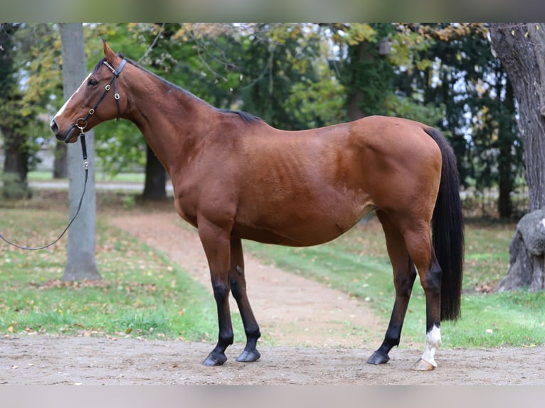 Thoroughbred Mare 10 years 15,2 hh Brown in Torgau OT Graditz