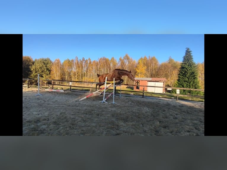 Thoroughbred Mare 10 years 15.2 hh Brown in Świerklany