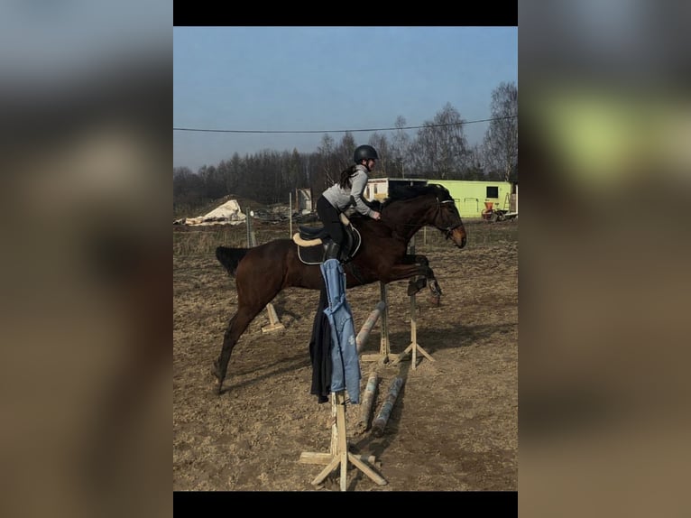 Thoroughbred Mare 10 years 15.2 hh Brown in Świerklany