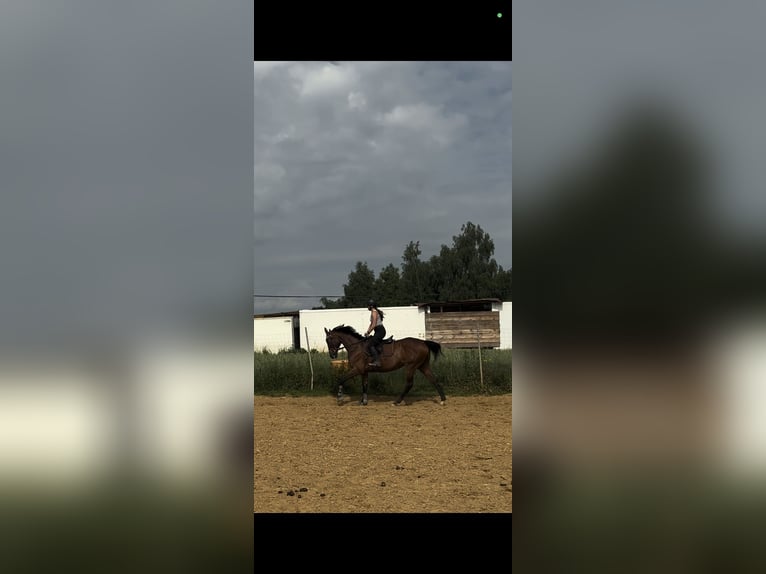 Thoroughbred Mare 10 years 15.2 hh Brown in Świerklany