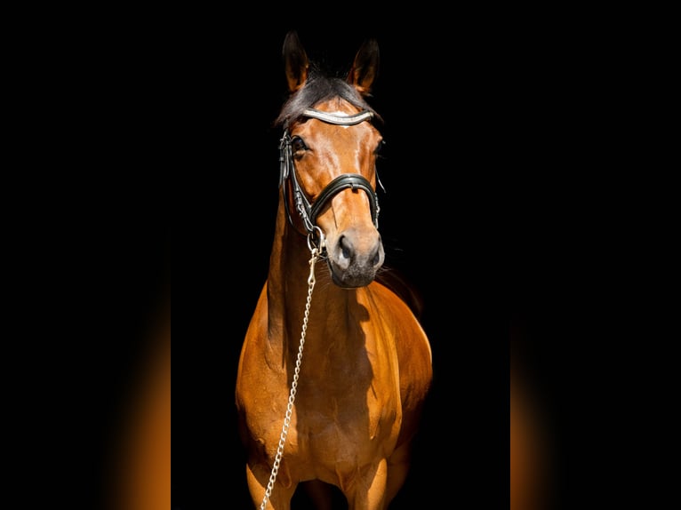 Thoroughbred Mare 10 years 15.2 hh Brown in Świerklany