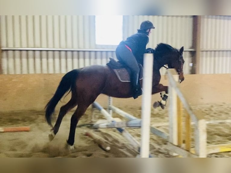 Thoroughbred Mare 10 years 15,2 hh Brown in Sligo