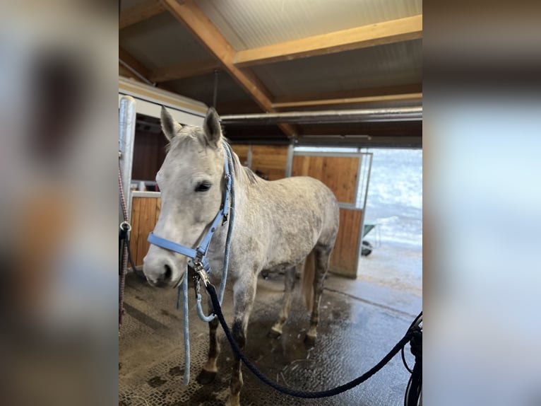 Thoroughbred Mare 10 years 15,2 hh Gray in Scheifling