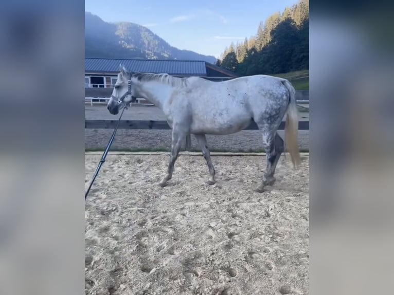 Thoroughbred Mare 10 years 15,2 hh Gray in Scheifling