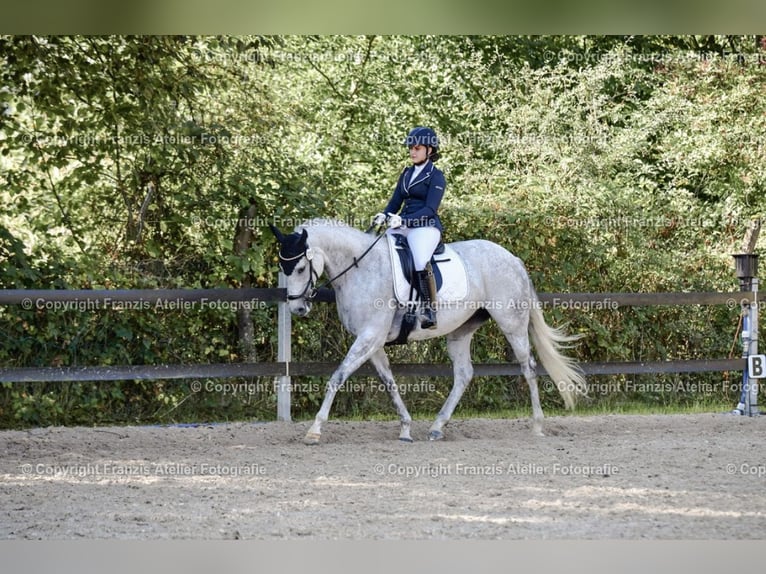 Thoroughbred Mare 10 years 15.2 hh Grey-Fleabitten in Elsoff