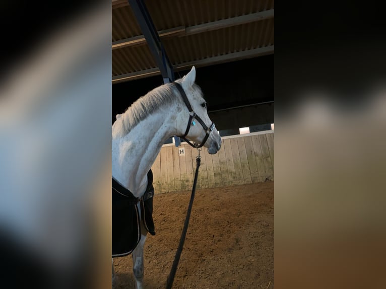 Thoroughbred Mare 10 years 15.2 hh Grey-Fleabitten in Elsoff
