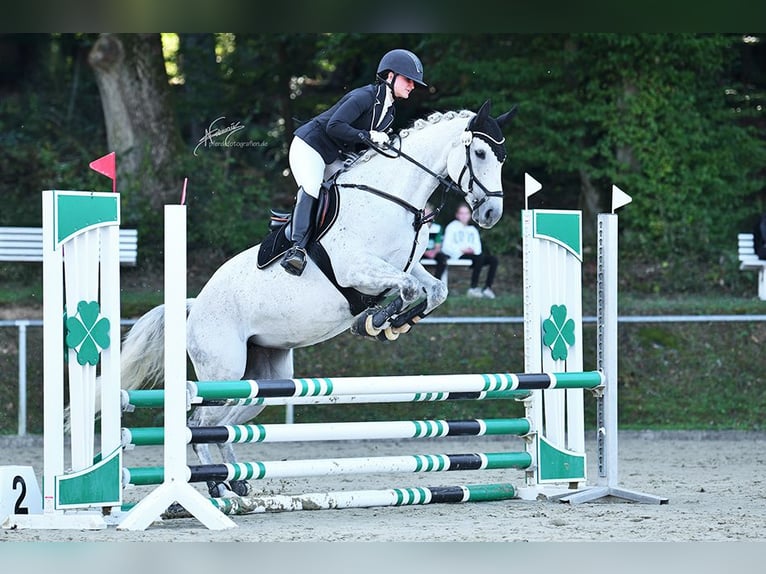Thoroughbred Mare 10 years 15.2 hh Grey-Fleabitten in Elsoff