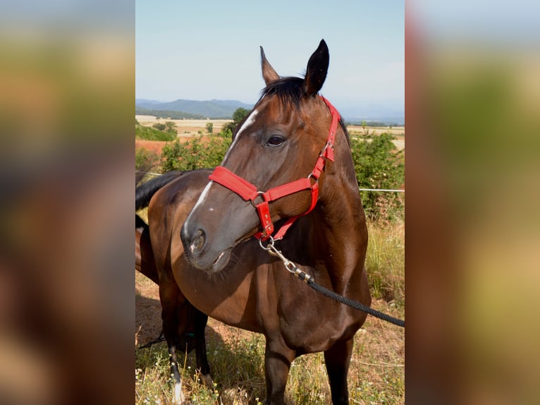 Thoroughbred Mare 10 years 15.3 hh Bay-Dark in Santa Maria De Camos