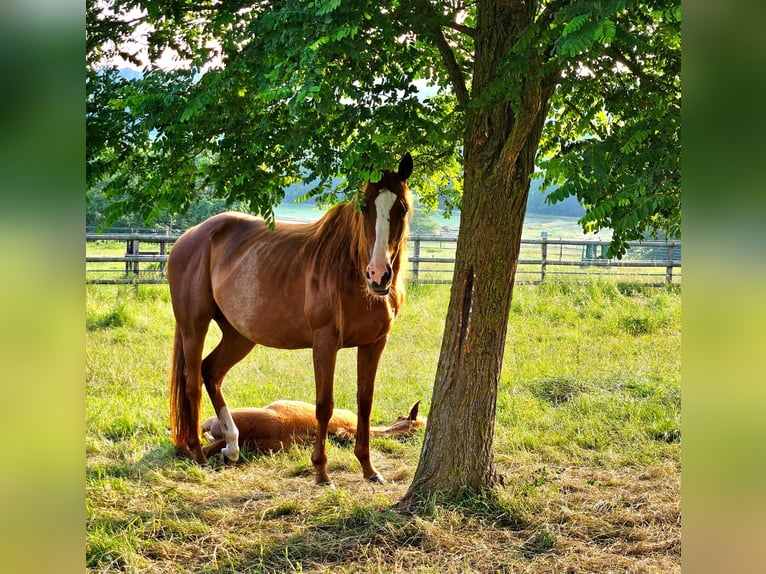 Thoroughbred Mare 10 years 15,3 hh Chestnut-Red in Iffezheim