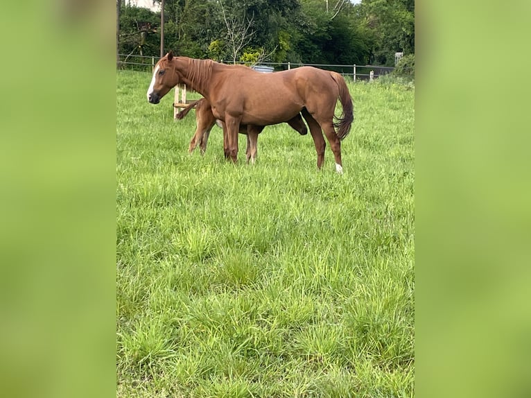 Thoroughbred Mare 10 years 15,3 hh Chestnut-Red in Iffezheim